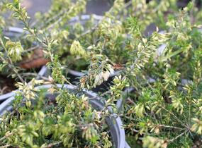 Vřesovec pleťový 'Snow Prince' - Erica carnea 'Snow Prince'