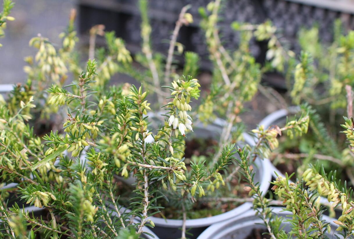 Vřesovec pleťový 'Snow Prince' - Erica carnea 'Snow Prince'