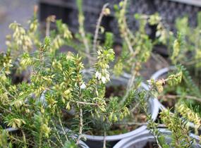 Vřesovec pleťový 'Snow Prince' - Erica carnea 'Snow Prince'