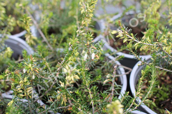Vřesovec pleťový 'Snow Prince' - Erica carnea 'Snow Prince'