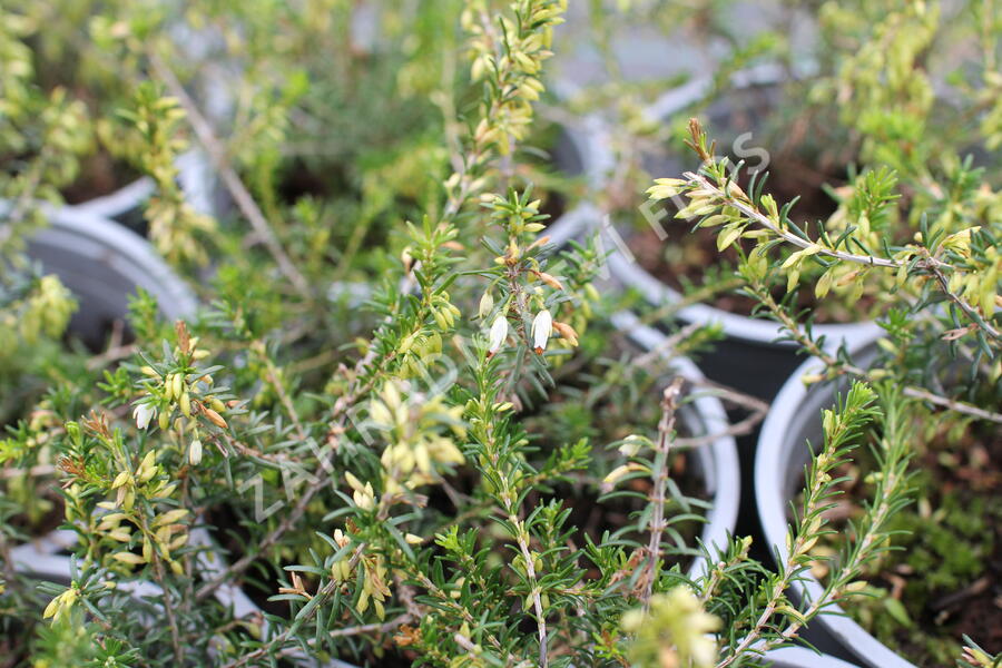 Vřesovec pleťový 'Snow Prince' - Erica carnea 'Snow Prince'