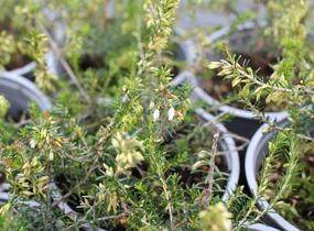 Vřesovec pleťový 'Snow Prince' - Erica carnea 'Snow Prince'