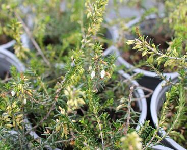 Vřesovec pleťový 'Snow Prince'