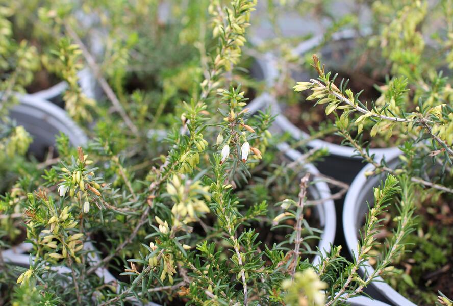 Vřesovec pleťový 'Snow Prince' - Erica carnea 'Snow Prince'