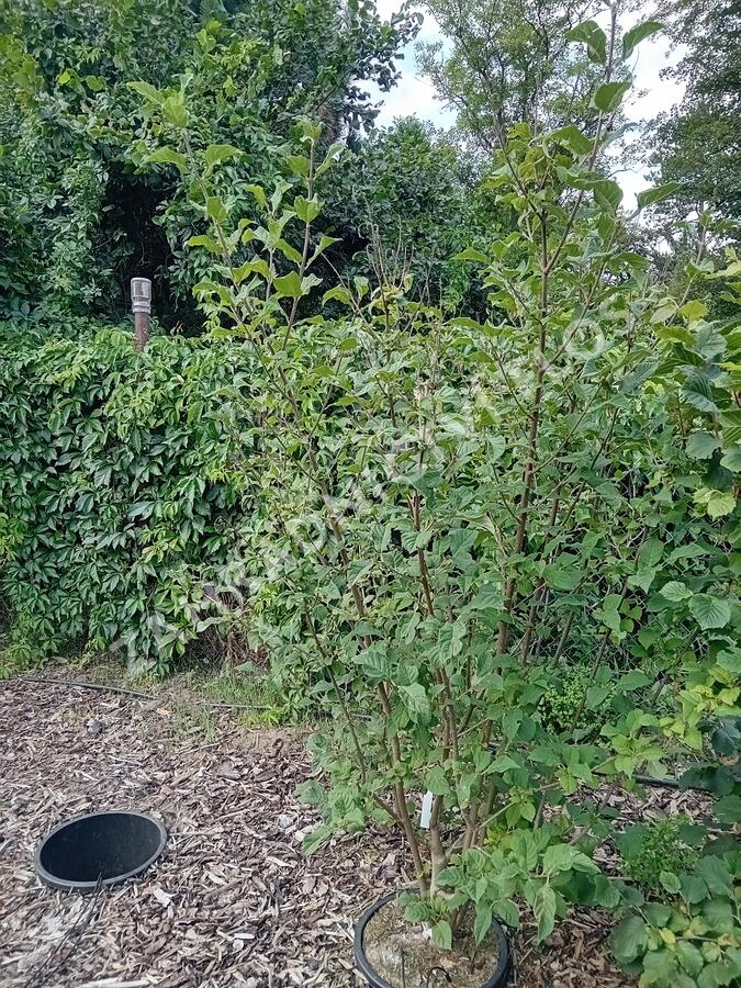 Šeřík karpatský - Syringa josikaea