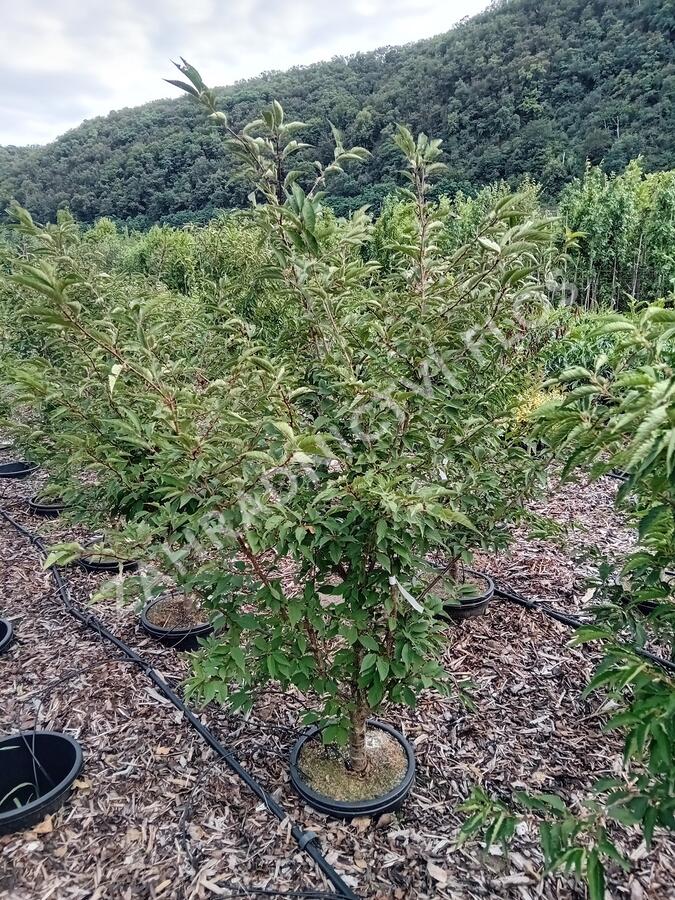 Třešeň kurilská 'Ruby' - Prunus kurilensis 'Ruby'