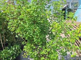 Javor francouzský - Acer monspessulanum