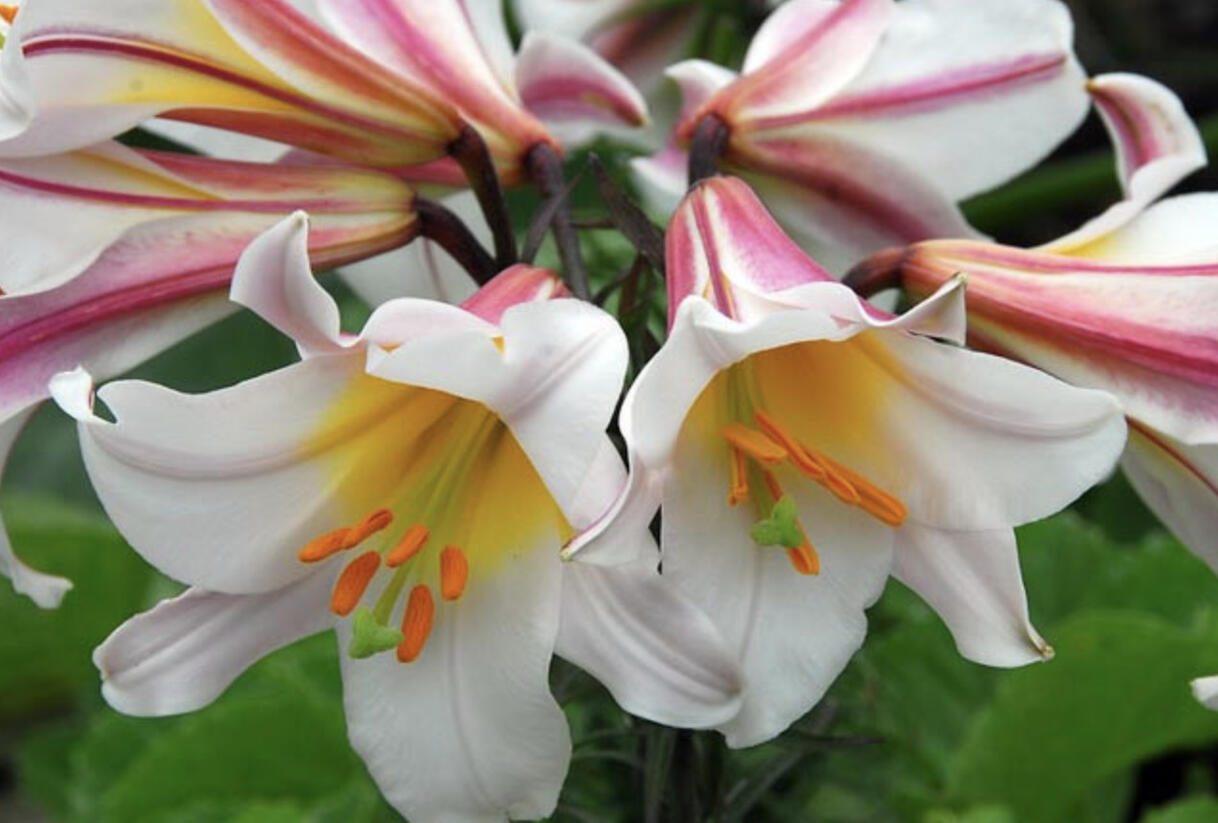 Lilie královská - Lilium regale