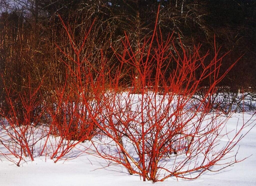 cornus-alba