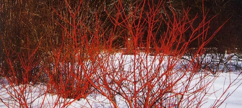 cornus-alba