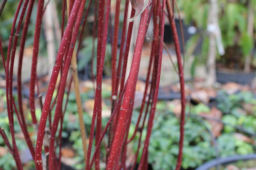 Cornus alba