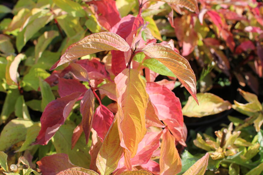 Cornus alba ''Aurea'' (1)
