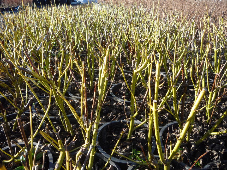 Cornus sericea Flaviramea
