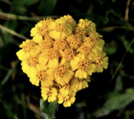Řebříček zlatožlutý - Achillea chrysocoma