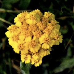 Řebříček zlatožlutý - Achillea chrysocoma
