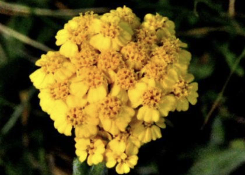 Řebříček zlatožlutý - Achillea chrysocoma