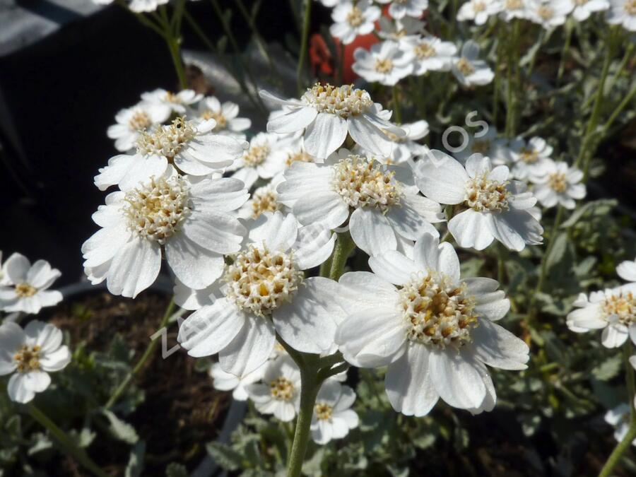 Řebříček - Achillea serbica umbellata