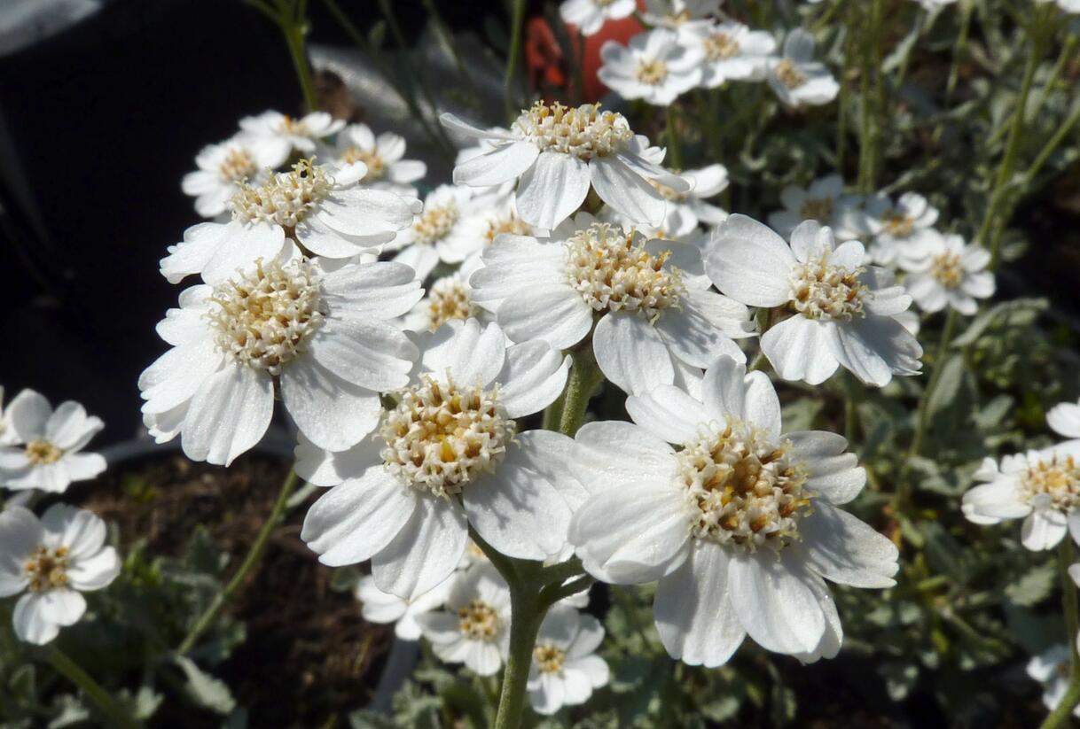 Řebříček - Achillea serbica umbellata