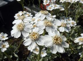 Řebříček - Achillea serbica umbellata