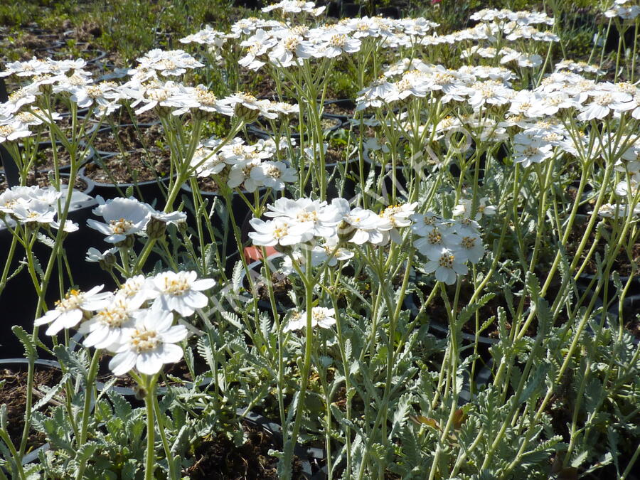 Řebříček - Achillea serbica umbellata