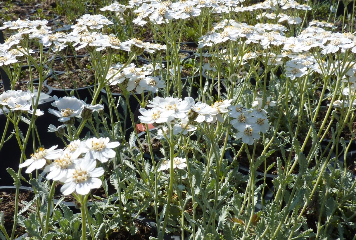 Řebříček - Achillea serbica umbellata