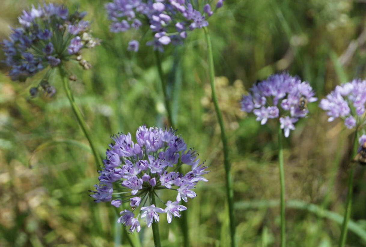Pažitka čínská 'Iden Croft' - Allium tuberosum 'Iden Croft'