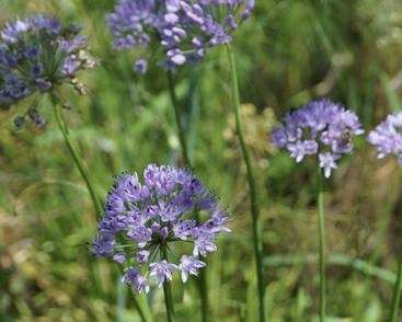 Pažitka čínská 'Iden Croft'