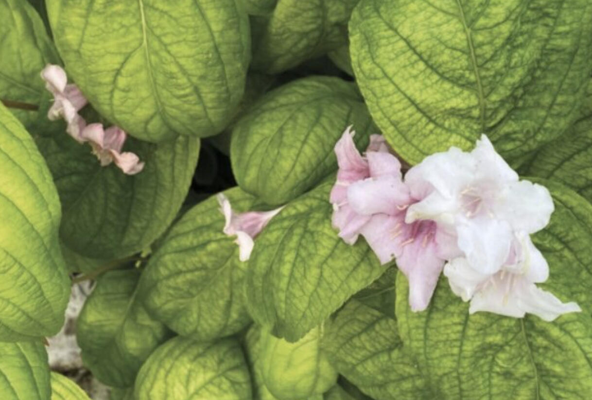 Vajgélie květnatá 'Lime Monster' - Weigela florida 'Lime Monster'