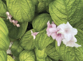 Vajgélie květnatá 'Lime Monster' - Weigela florida 'Lime Monster'