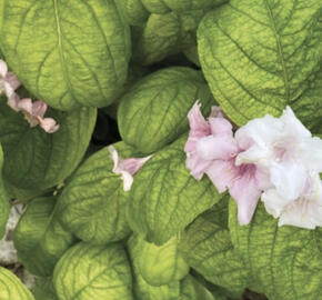 Vajgélie květnatá 'Lime Monster'