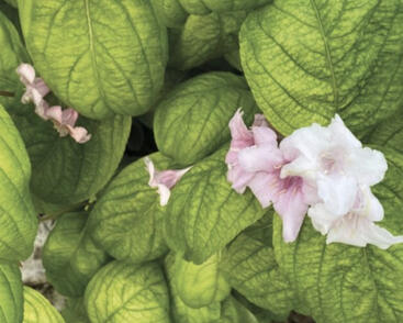 Vajgélie květnatá 'Lime Monster'