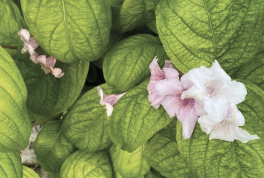 Vajgélie květnatá 'Lime Monster' - Weigela florida 'Lime Monster'