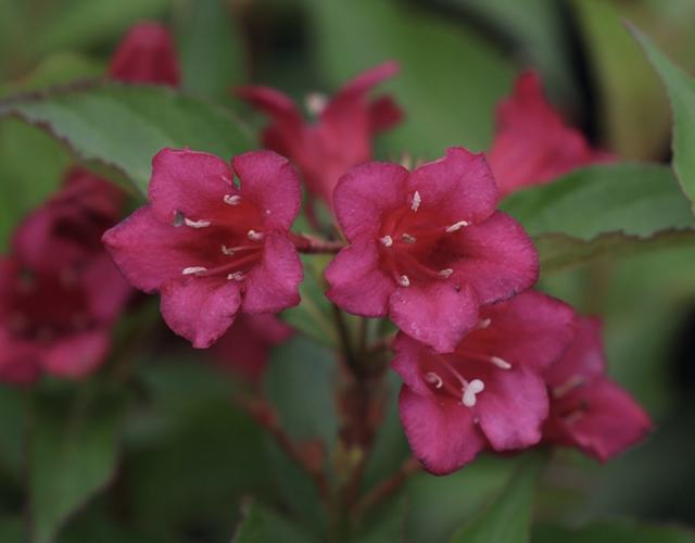 Vajgélie květnatá 'Black Ruby' - Weigela florida 'Black Ruby'