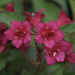 Vajgélie květnatá 'Black Ruby' - Weigela florida 'Black Ruby'