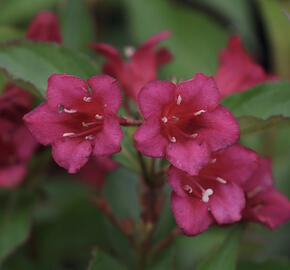 Vajgélie květnatá 'Black Ruby'
