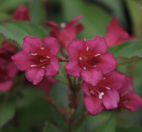 Vajgélie 'Black Ruby' - Weigela 'Black Ruby'