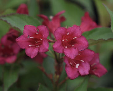 Vajgélie květnatá 'Black Ruby'