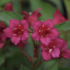 Weigela 'Black Ruby'.png