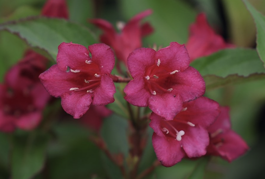 Vajgélie květnatá 'Black Ruby' - Weigela florida 'Black Ruby'