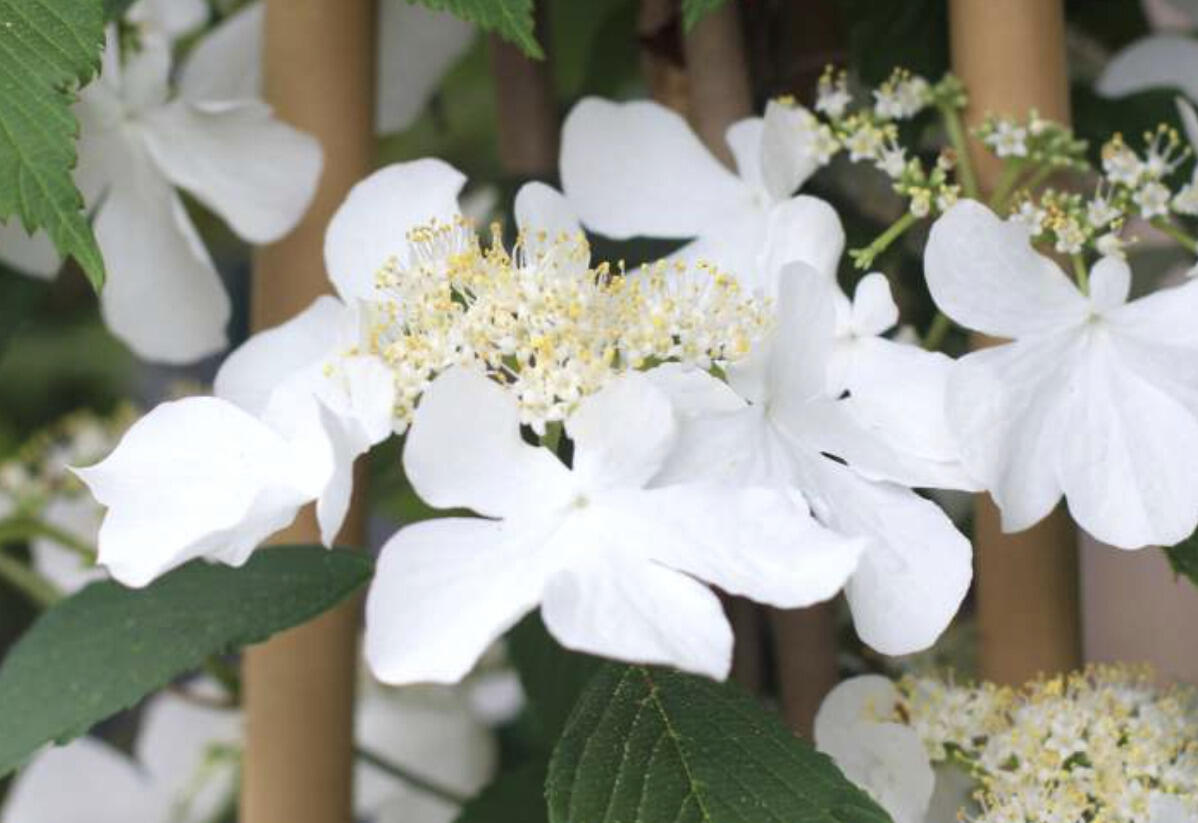 Kalina japonská 'Kilimandjaro Sunrise' - Viburnum plicatum 'Kilimandjaro Sunrise'
