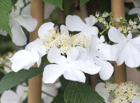 Kalina japonská 'Kilimandjaro Sunrise' - Viburnum plicatum 'Kilimandjaro Sunrise'