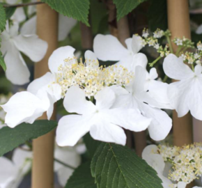 Kalina japonská 'Kilimandjaro Sunrise' - Viburnum plicatum 'Kilimandjaro Sunrise'