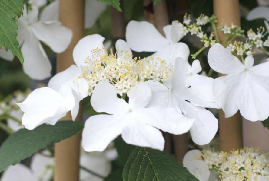 Kalina japonská 'Kilimandjaro Sunrise' - Viburnum plicatum 'Kilimandjaro Sunrise'