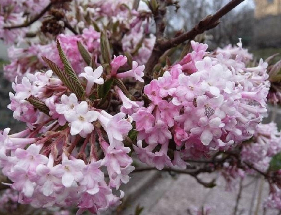 Kalina vonná 'December Dwarf' - Viburnum farreri 'December Dwarf'