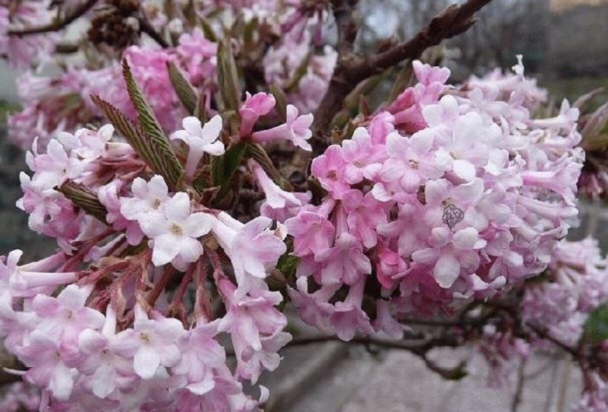 Kalina vonná 'December Dwarf' - Viburnum farreri 'December Dwarf'