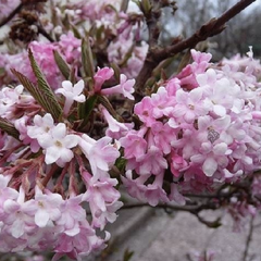 Kalina vonná 'December Dwarf' - Viburnum farreri 'December Dwarf'