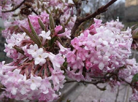 Kalina vonná 'December Dwarf' - Viburnum farreri 'December Dwarf'