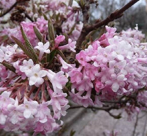 Kalina vonná 'December Dwarf'