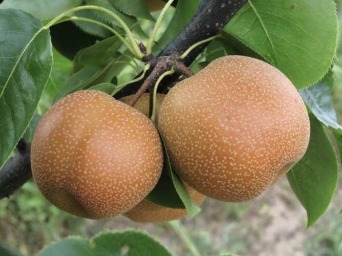 Hrušeň asijská, nashi 'Chojuro' - Pyrus pyrifolia 'Chojuro'
