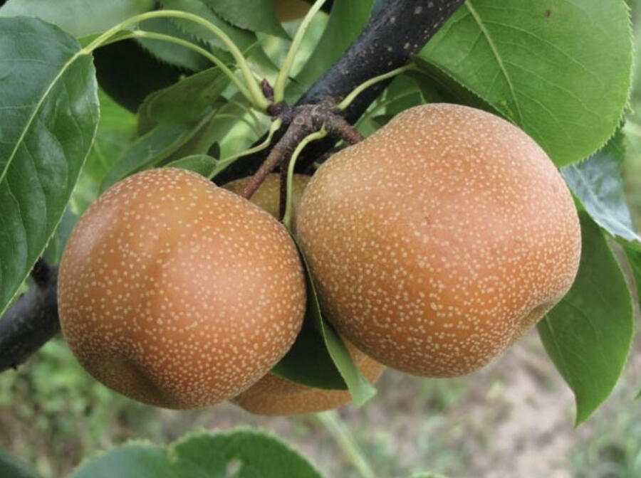 Hrušeň asijská, nashi 'Chojuro' - Pyrus pyrifolia 'Chojuro'